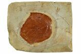 Fossil Leaf (Davidia) - Montana #262507-1